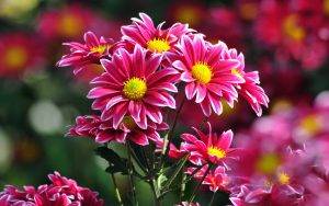 Pink-best-Flower-HD-pics