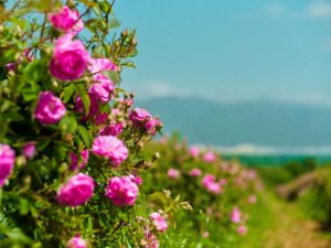 chista-formula-chista-savest-2