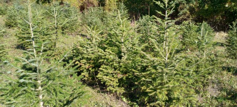 Забележителности | 1300 коледни дръвчета пуска в продажба Северноцентралното държавно предприятие