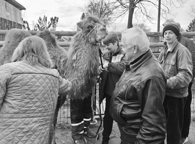 Забележителности | В Павликени почина камилата Дара